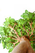 Bonzai tree isolated