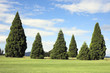 Foto: Conifer park Conifer park