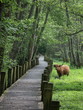 vache highland cattle au marais de Lavour