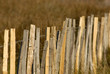 camargues