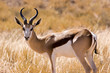 Springbok