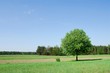 Foto: Spring Spring