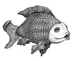 Fish Drawing