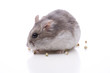 Hamster knabbert an Körnern