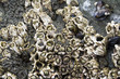 Barnacles