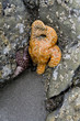 Two Starfish