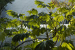 feuillage transparence