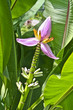 Ile de la réunion - Saint André - Fleur de bananier Ile de la réunion - Saint André - Fleur de bananier