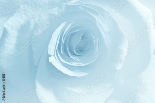 Soft blue rose Soft blue rose