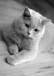Cat on floor