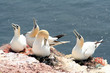 Helgoland Helgoland