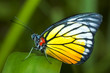 butterfly on a leaf