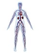 cardiovaskuläres system cardiovaskuläres system