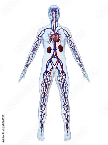 Illustration: cardiovaskuläres system cardiovaskuläres system