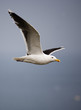 goeland