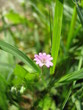 une petite fleur rose une petite fleur rose