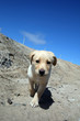 puppy labrador 