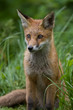 Alert young Red Fox cub Alert young Red Fox cub