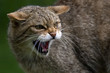 Scottish Wildcat growling Scottish Wildcat growling