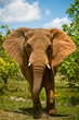Charging African Elephant