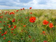 coquelicots et blé coquelicots et blé