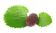Mulberry morus with leaves Mulberry morus with leaves