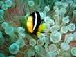 Nemo