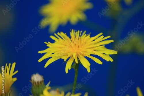 Foto: dandelion dandelion