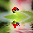 Ladybug