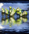Monk Parrots