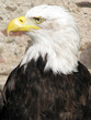 Weißkopfseeadler