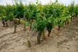 Vignes en Anjou