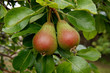 Couple de fruits