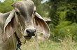 thai cow