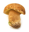 Boletus edulis porcini