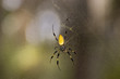Golden-Silk Spider with Mate