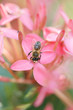 a bee in my garden