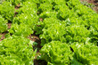 Lettuce