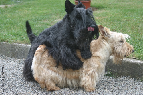 Photo : chien Scottish qui copule chien Scottish qui copule