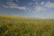 Sommerwiese