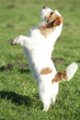 chien Jack Russel sur deux pattes