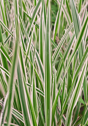Carex variegata, grass Carex variegata, grass