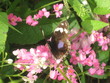 Kletterpflanze mit Schmetterling 