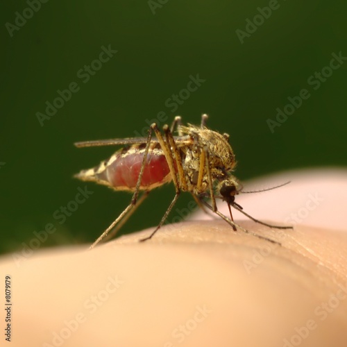 Photo: Feeding mosquito with human blood on finger Feeding mosquito with human blood on finger