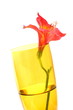 Red Peruvian Lily