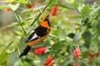 Spot-breasted Oriole
