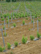 pied de vignes jeunes pied de vignes jeunes