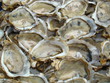 fond huitres