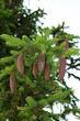 tears of the tree