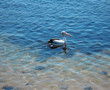 pelican